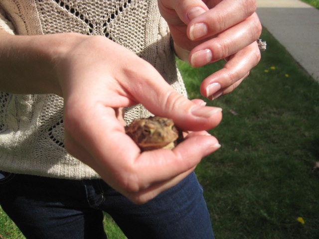 A little toad hopped over to join in the festivities.